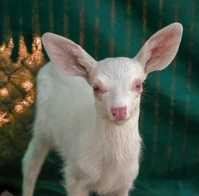 Rare albino fawn found, rescued by trucker in California | iNFOnews.ca Rare albino fawn found, rescued by trucker in California | iNFOnews.ca