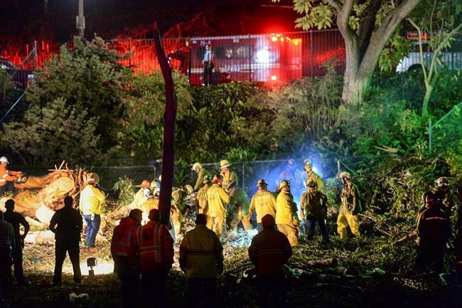 Woman dies after tree falls on wedding party in California | iNFOnews.ca CP682771191