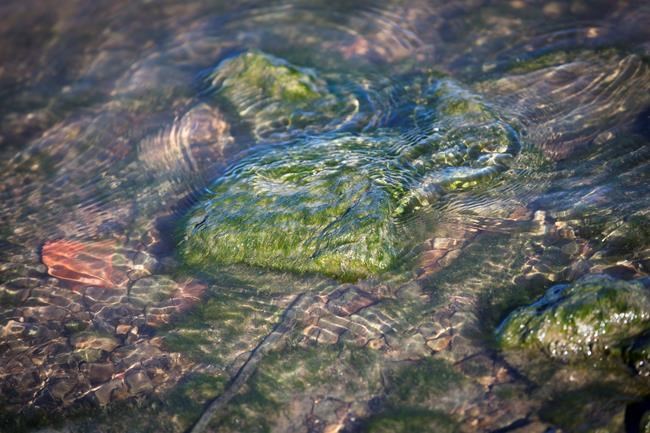 Research aims to predict algae blooms on lakes, rivers | iNFOnews.ca CP59475819