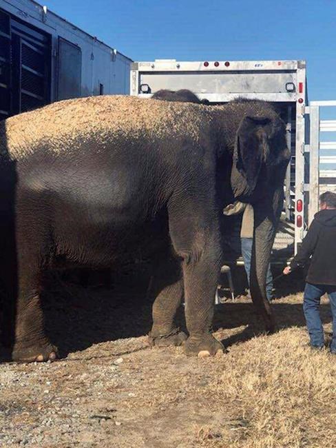 Feds: Roadside transfer of 4 elephants did not violate law | iNFOnews.ca
