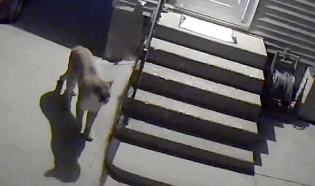 Wildlife officials confirm Des Moines mountain lion sighting | iNFOnews.ca