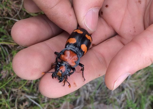 US wildlife officials propose downlisting endangered beetle | iNFOnews.ca US wildlife officials propose downlisting endangered beetle | iNFOnews.ca