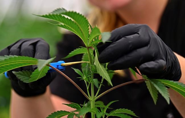 Three's a crowd: Missouri voters must sift medical pot plans | iNFOnews.ca Three's a crowd: Missouri voters must sift medical pot plans | iNFOnews.ca