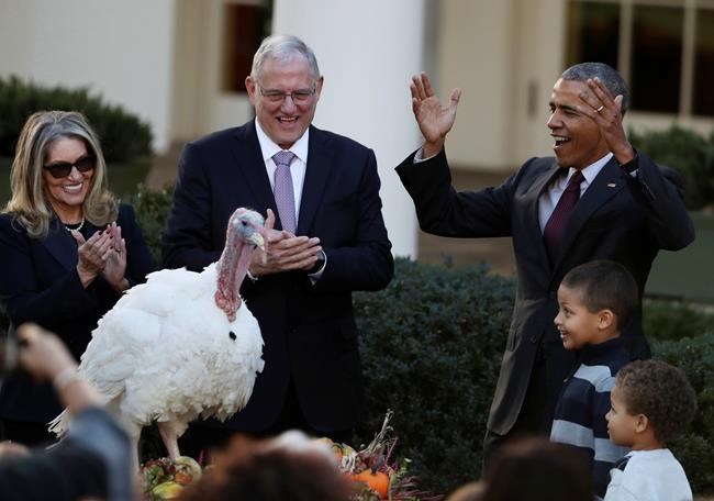 Turkeys seeking Trump Thanksgiving pardon must strut stuff | iNFOnews.ca