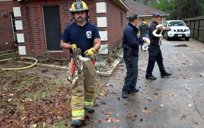 Texas firefighters save more than 100 snakes from house fire | iNFOnews.ca CP650694984