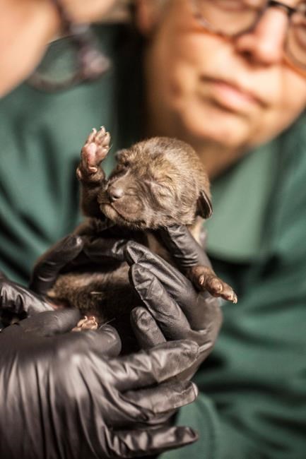 4 pups of endangered species of wolf born at Chicago zoo | iNFOnews.ca
