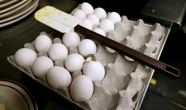 Halted in bird flu outbreak, federal egg inspections resume | iNFOnews.ca CP529320750