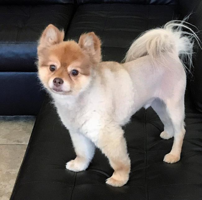 Lawyer: Bloody blanket found with dead dog after flight | iNFOnews.ca