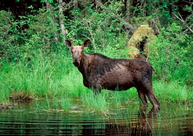 Feds considering endangered listing for moose in 4 states | iNFOnews.ca