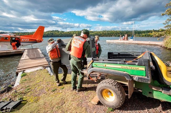 2 wolves moved from mainland to Isle Royale National Park | iNFOnews.ca