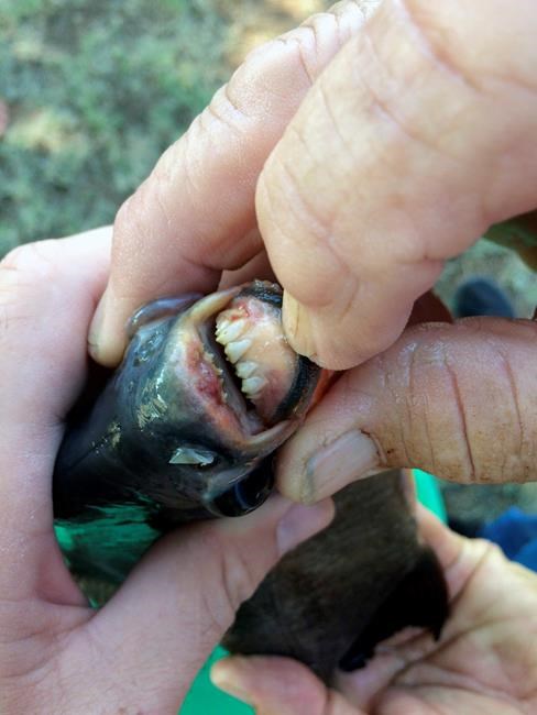 11-year-old girl catches piranha relative in Oklahoma lake | iNFOnews.ca