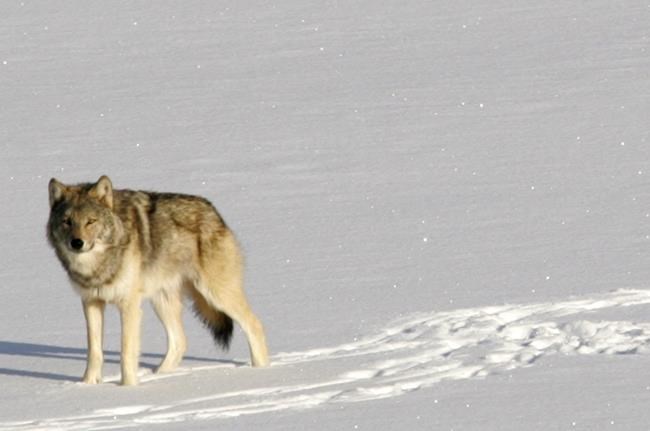 Fading wolf population to be restored at Lake Superior park | iNFOnews.ca