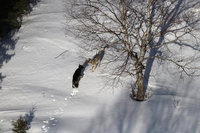 Relocated Isle Royale wolves form groups, reduce moose herd | iNFOnews.ca
