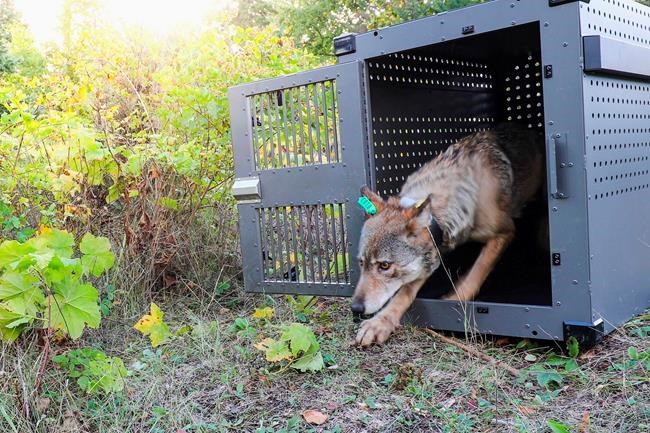 Wolf taken to Isle Royale National Park this fall dies | iNFOnews.ca CP1821789243