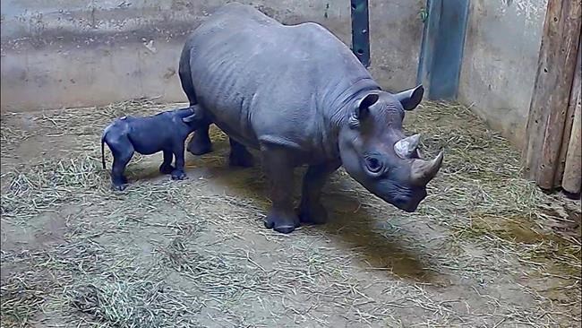Rhinoceros at Chicago's Lincoln Park Zoo gives birth to calf | iNFOnews.ca