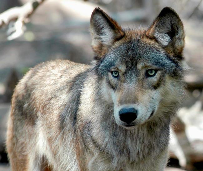 Wisconsin hunters exceed wolf target by nearly 100 animals | iNFOnews.ca