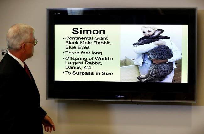 Iowa group sues United over death of giant rabbit, Simon | iNFOnews.ca
