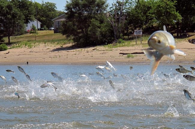 Illinois seeks talks on keeping Asian carp from Great Lakes | iNFOnews.ca Illinois seeks talks on keeping Asian carp from Great Lakes | iNFOnews.ca