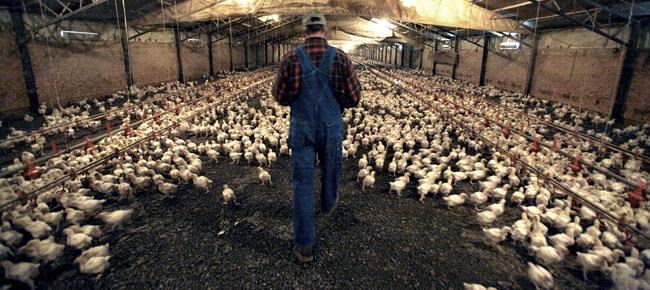 Chicken farmers say processors treat them like servants | iNFOnews.ca