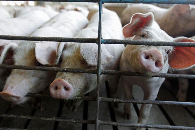 Pork industry says not to worry about a bacon shortage | iNFOnews.ca