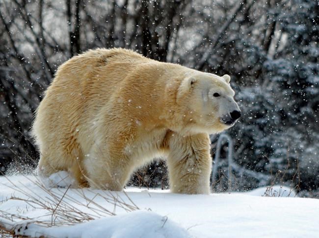 Male polar bear kills female polar bear at Detroit Zoo | iNFOnews.ca