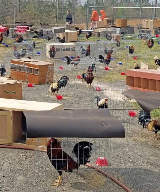 Arkansas jail housing 200 roosters as cockfighting evidence | iNFOnews.ca Arkansas jail housing 200 roosters as cockfighting evidence | iNFOnews.ca