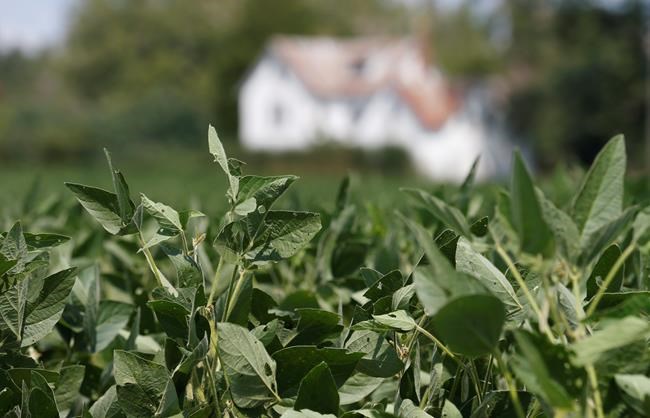 Farmers buoyed but cautious as China resumes buying soybeans | iNFOnews.ca Farmers buoyed but cautious as China resumes buying soybeans | iNFOnews.ca
