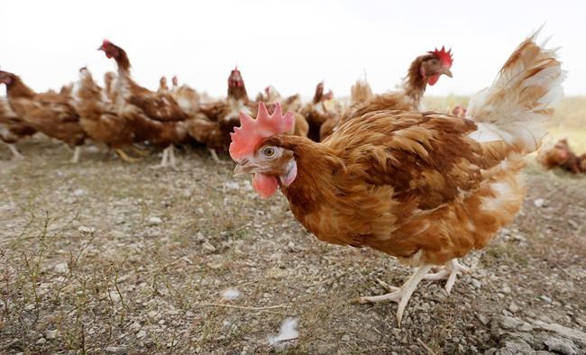 Ag Department kills animal welfare rule for organic meat | iNFOnews.ca