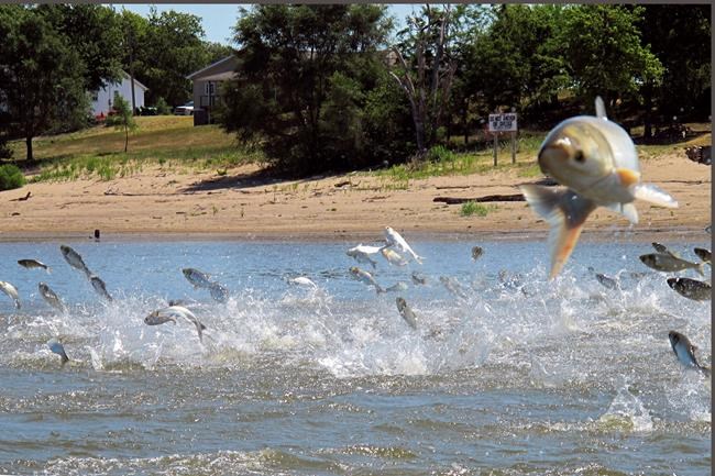 Study links Asian carp with Mississippi River fish drop | iNFOnews.ca Study links Asian carp with Mississippi River fish drop | iNFOnews.ca