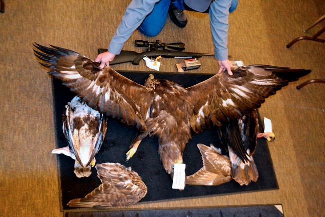 17 people, 2 pawn shops sentenced in eagle trafficking case | iNFOnews.ca