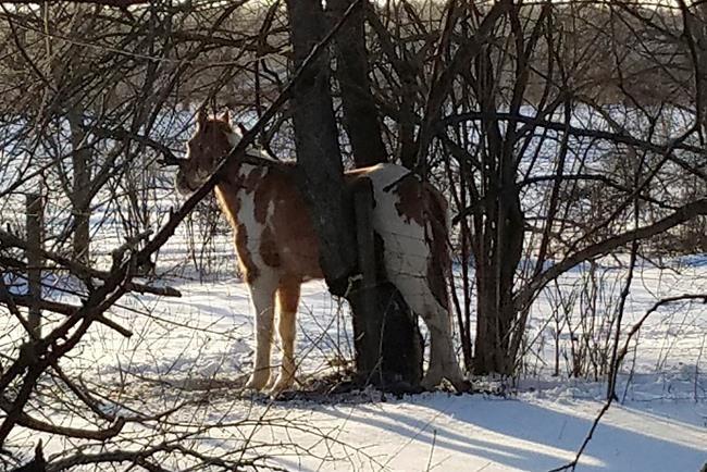 Indiana town marshal rescues horse that got stuck in tree | iNFOnews.ca