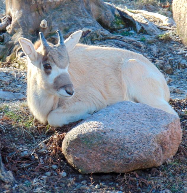 St. Louis Zoo reports 11 animal births in 10 weeks | iNFOnews.ca