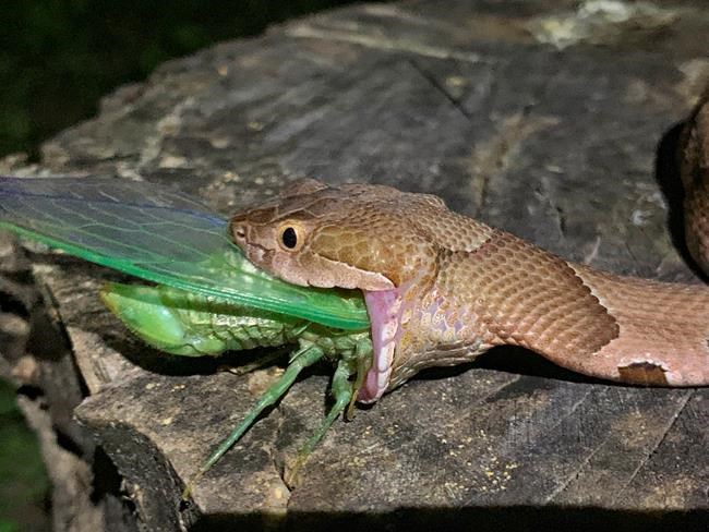 Gulp! Arkansas photographer snaps images of snake eating bug | iNFOnews.ca