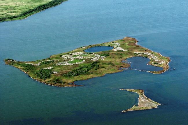 Aerial photo not clear picture of North Dakota pelican count | iNFOnews.ca CP1179914361