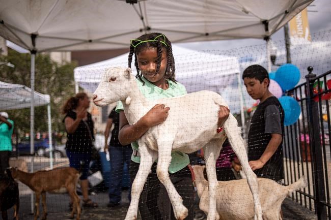 City gardens, public produce stands ease 'food desert' woes | iNFOnews.ca City gardens, public produce stands ease 'food desert' woes | iNFOnews.ca