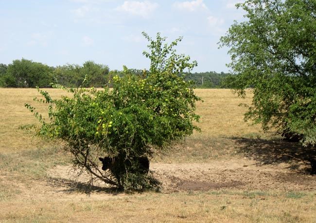 Drought takes toll on Missouri farmers' crops, cattle | iNFOnews.ca