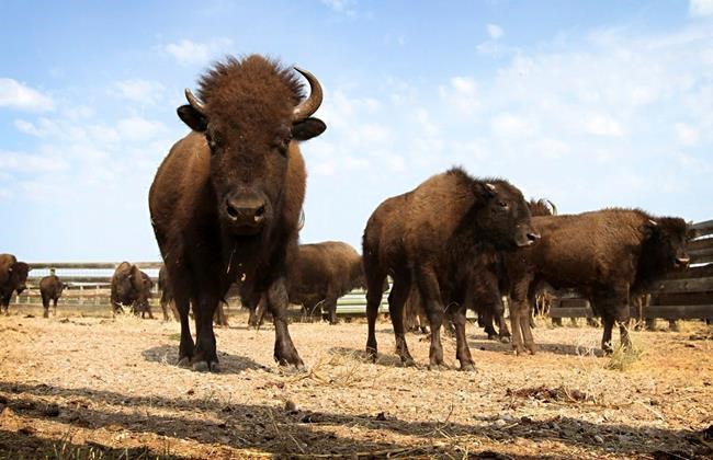 North Dakota author details comeback of American buffalo | iNFOnews.ca North Dakota author details comeback of American buffalo | iNFOnews.ca