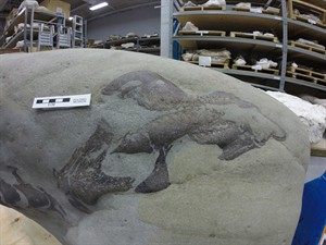 One that didn't get away: Fishermen discover duck-billed dino fossil | iNFOnews.ca CP30674250