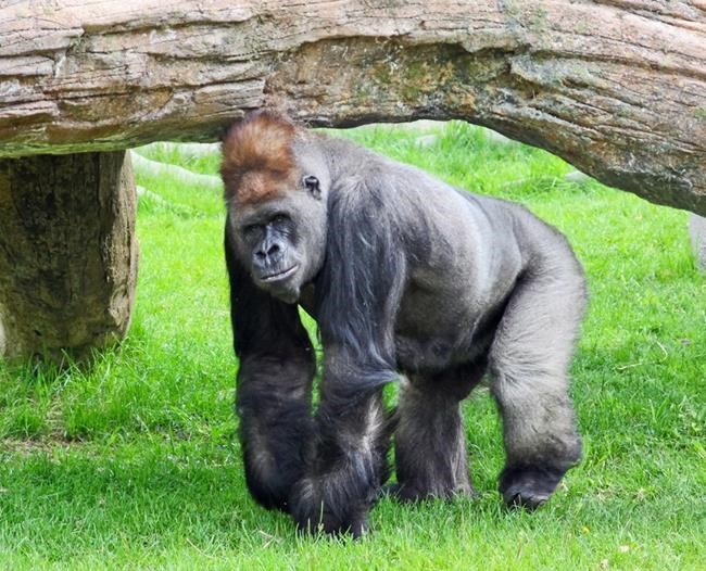 Passing of a patriarch: Calgary Zoo gorilla Kakinga dies at 37 | iNFOnews.ca