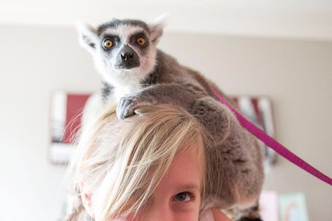 The rise of mobile zoos raising concerns about health and safety | iNFOnews.ca