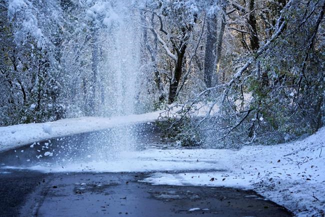Man killed by falling tree as heavy snows dump on France | iNFOnews.ca
