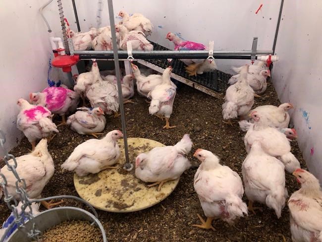 What makes chickens happy? Nobody is quite sure | iNFOnews.ca