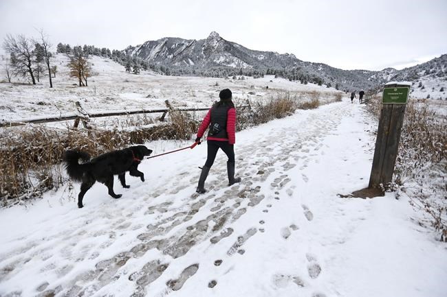 Lions and dogs and bears, oh my! Pet ownership near forests | iNFOnews.ca