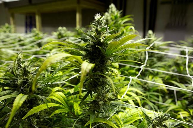 Colorado set to prohibit marijuana co-op growing operations | iNFOnews.ca