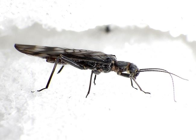 US revisits proposed protections for imperiled fly | iNFOnews.ca US revisits proposed protections for imperiled fly | iNFOnews.ca