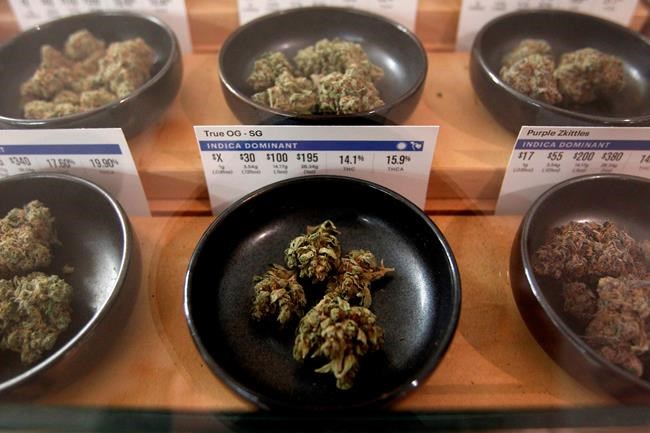 Trump vows to back law to protect marijuana industry | iNFOnews.ca Trump vows to back law to protect marijuana industry | iNFOnews.ca
