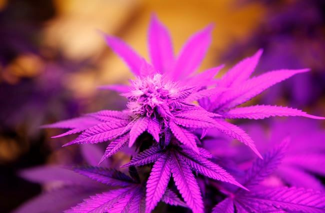 Colorado weighs strategy for guarding against pot crackdown | iNFOnews.ca Colorado weighs strategy for guarding against pot crackdown | iNFOnews.ca