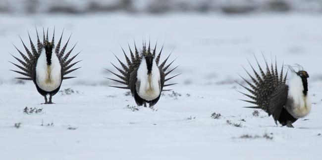 Correction: Sage Grouse-Interior Secretary story | iNFOnews.ca