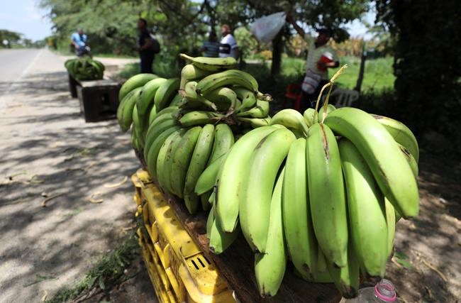 Banana industry on alert after disease arrives in Colombia | iNFOnews.ca
