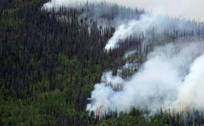 Colorado's 834 million dead trees threaten to worsen fires | iNFOnews.ca Colorado's 834 million dead trees threaten to worsen fires | iNFOnews.ca